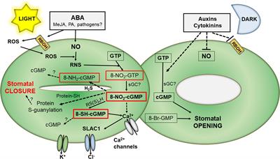 Nitrated Nucleotides: New Players in Signaling Pathways of Reactive Nitrogen and Oxygen Species in Plants